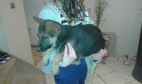 CHIOT